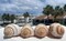 4 pcs.  Atlantic Whelk Sea Shell . Ocean shells. Decor for marine aquariums, interiors, shell showcases. shells for home, large shells. product 2